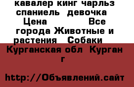  кавалер кинг чарльз спаниель -девочка › Цена ­ 45 000 - Все города Животные и растения » Собаки   . Курганская обл.,Курган г.